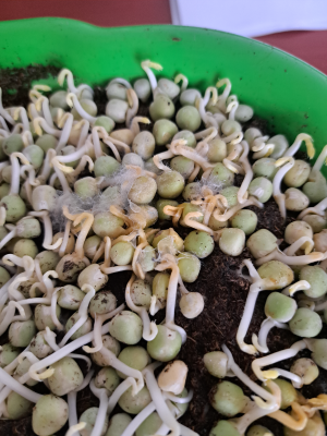 uhnivani seminek microgreens cirkulace vzduchu a teplota